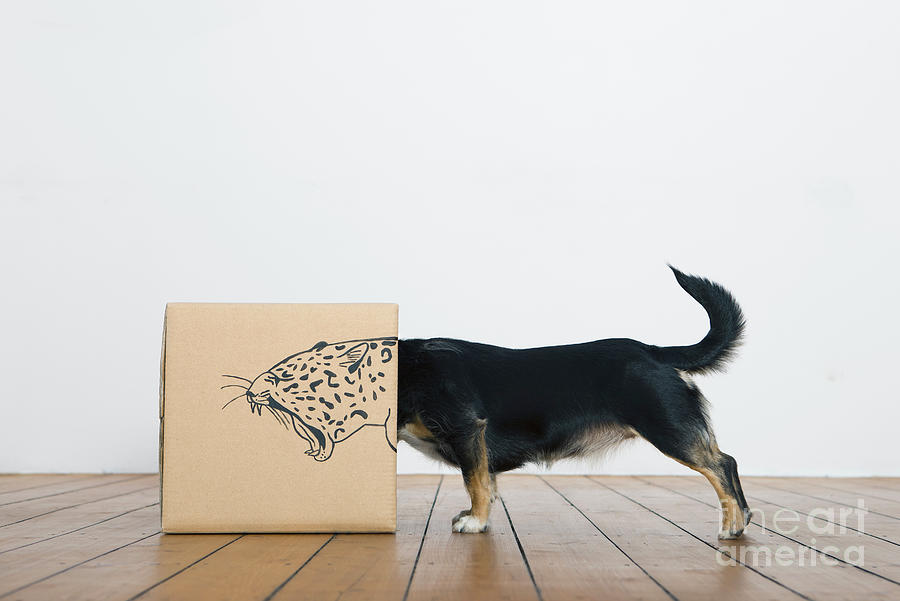 Roaring Dog Inside A Cardboard Box Photograph by Westend61