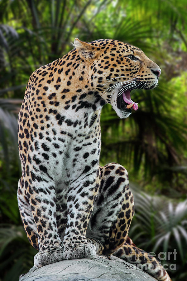 Roaring Leopard Photograph by Arterra Picture Library