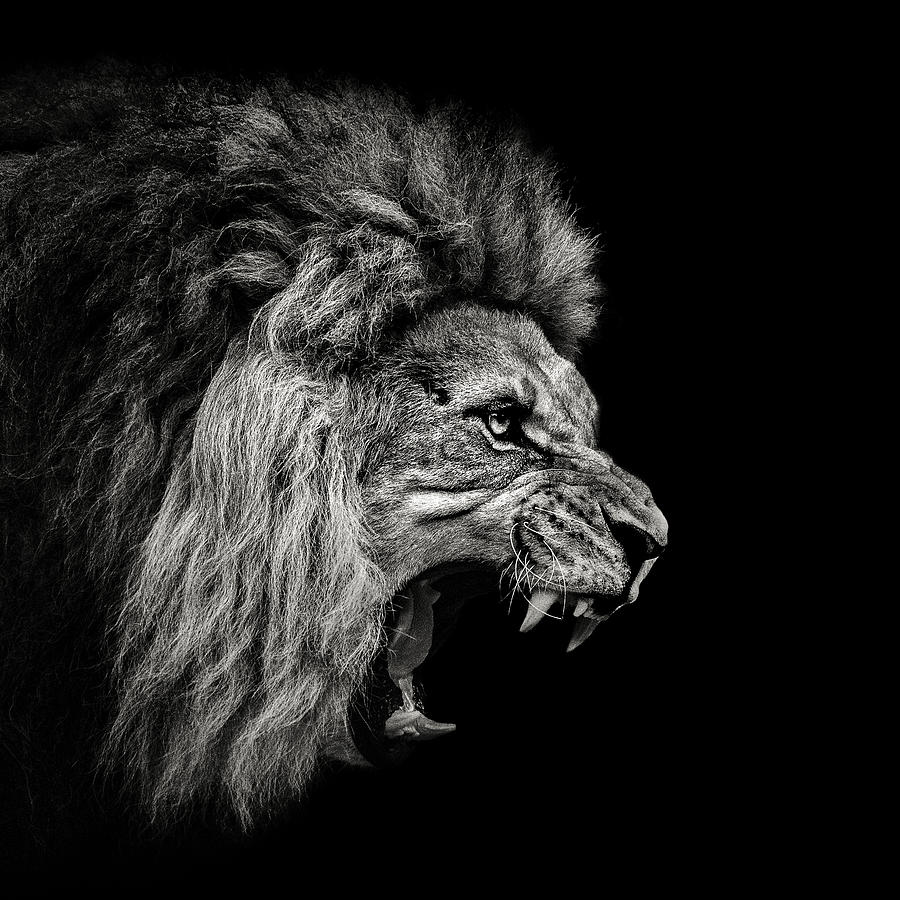 Lion Photograph - Roaring Lion #2 by Christian Meermann