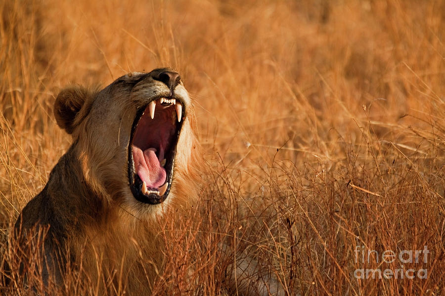 Roaring Lion Photograph by Wldavies