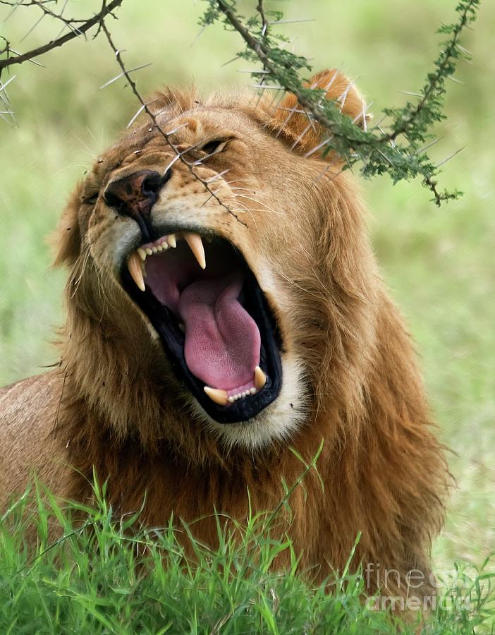 The science of ROARING!