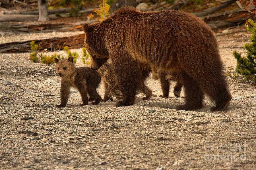 Roaring Mountain Grizzly Bear Family Photograph by Adam Jewell