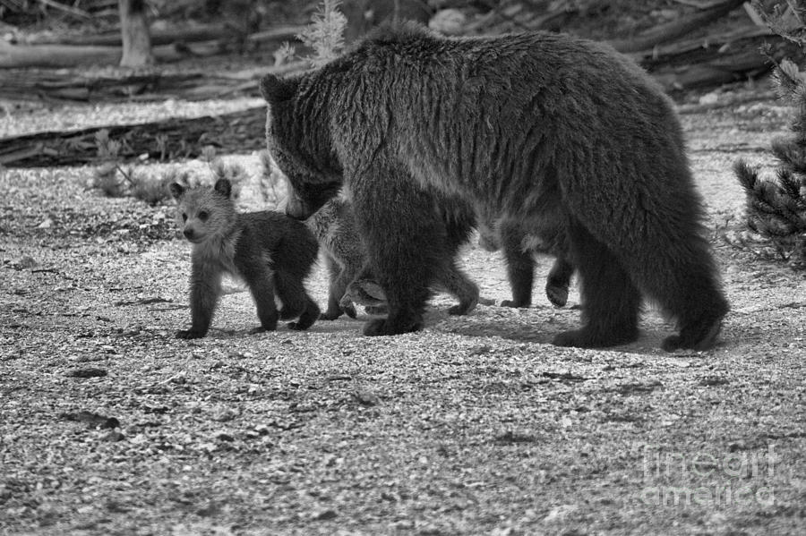 Roaring Mountain Grizzly Bear Family Black And White Photograph by Adam Jewell