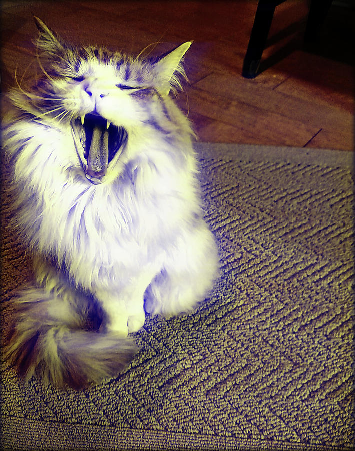 Cat Photograph - Roaring Ron by JAMART Photography
