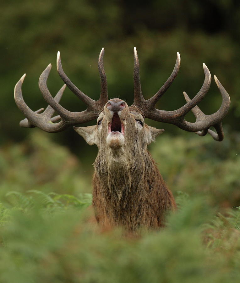 Roaring Stag Photograph by Copyright Neil Neville