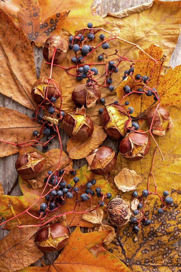 Roasted Chestnuts With Grapes ornamental Wine And Autumn Leaves Photograph by Sabine Lscher