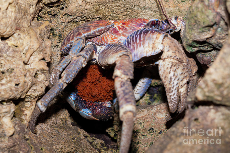 Robber Crab Carries Eggs Photograph by Reinhard Dirscherl/science Photo ...