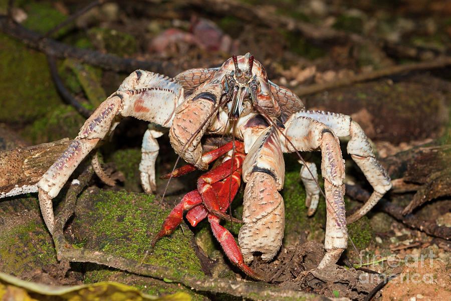 Robber Crab Photograph - Robber Crab Feeding On Christmas Island Red Crab by Reinhard Dirscherl/science Photo Library Robber Crab Photograph - Robber Crab Feeding On Christmas Island Red Crab by Reinhard Dirscherl/science Photo Library