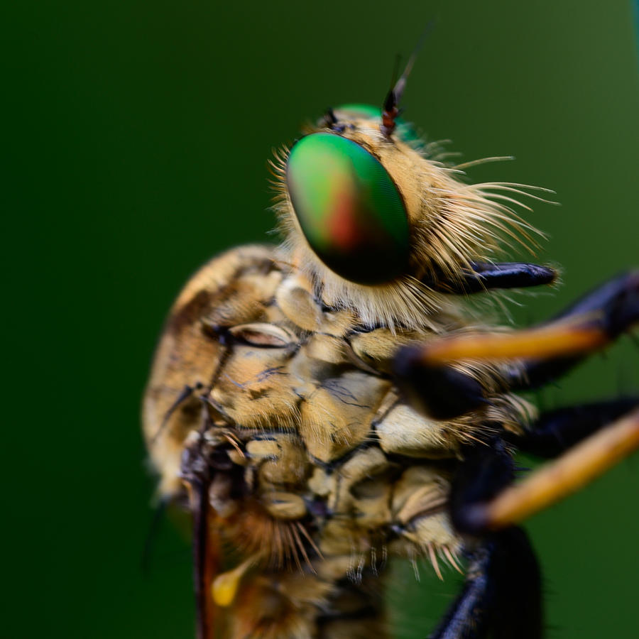 Robber Fly Photograph by Danny O