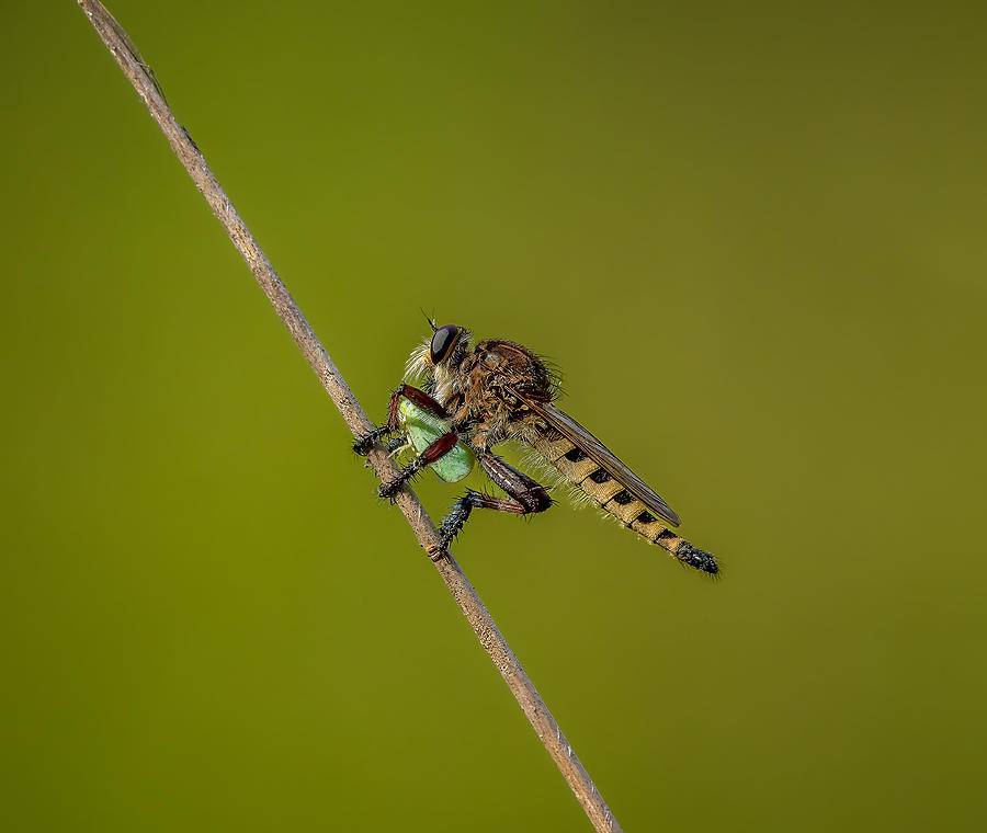 Robber Fly Photograph by Steven Haddix