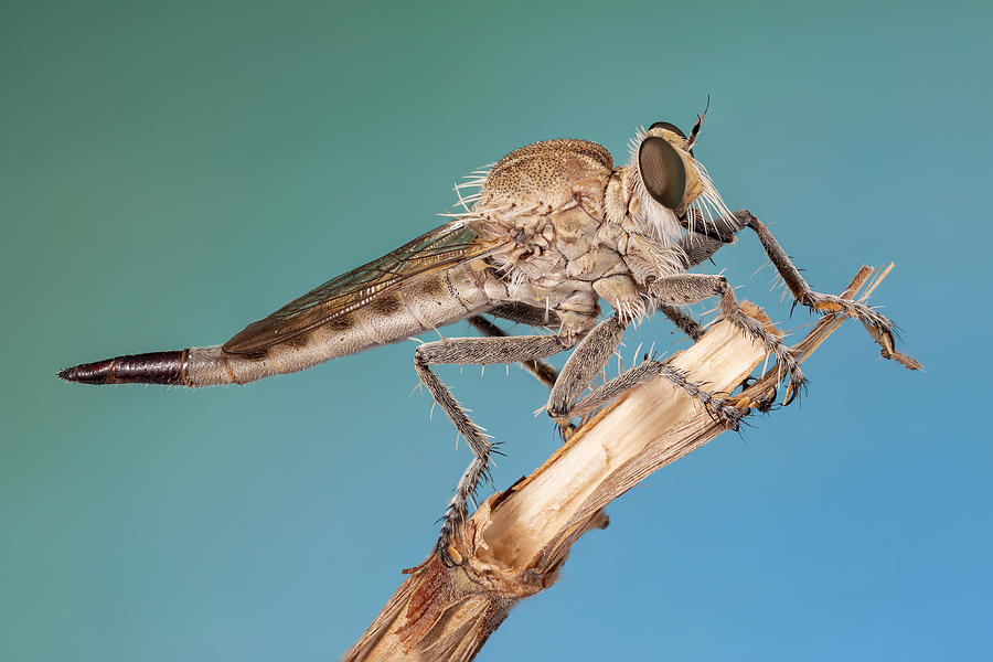 Robber Fly Photograph by Vida