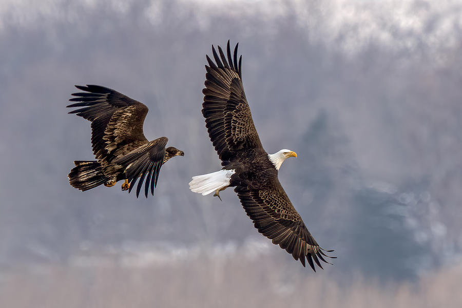 Eagle Photograph - Robbery by John Fan