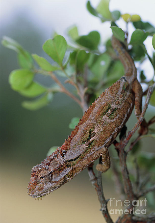 Robertsons Dwarf Chameleon Photograph by Peter Chadwick/science Photo Library