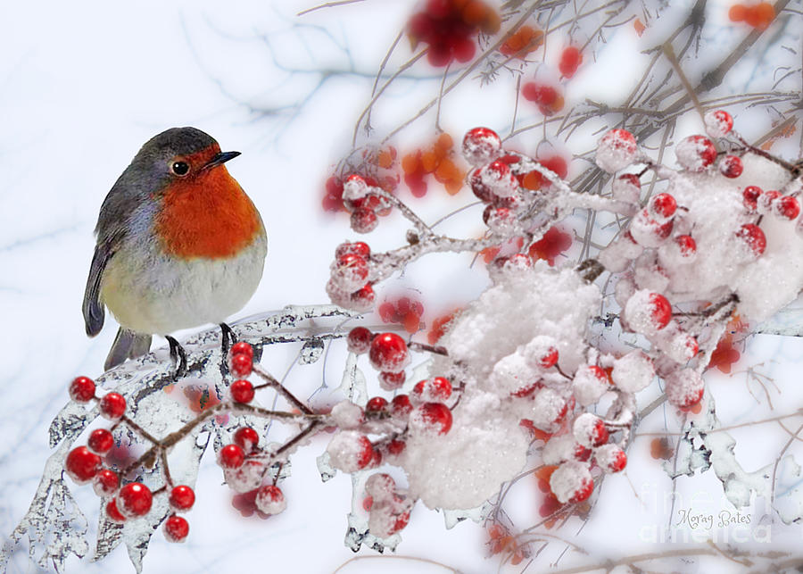 Robin and Berries by Morag Bates Robin and Berries by Morag Bates