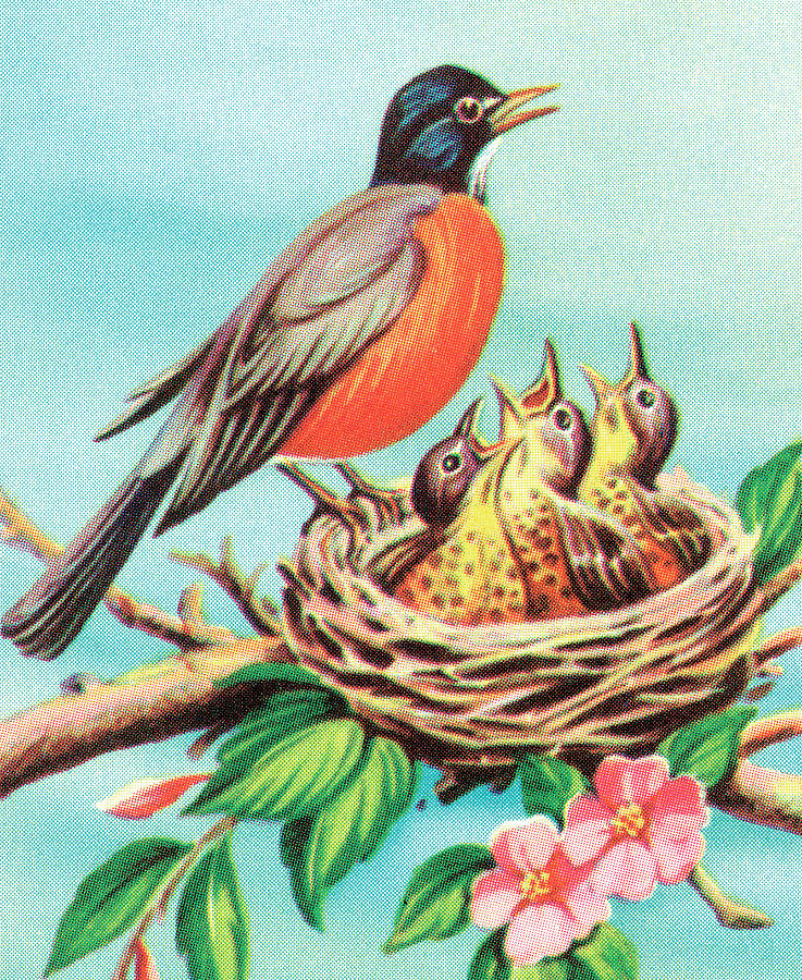 Nature Drawing - Robin and chicks by CSA Images