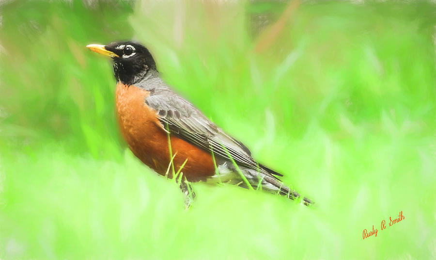 Robin art portrait by Rusty R Smith Robin art portrait by Rusty R Smith