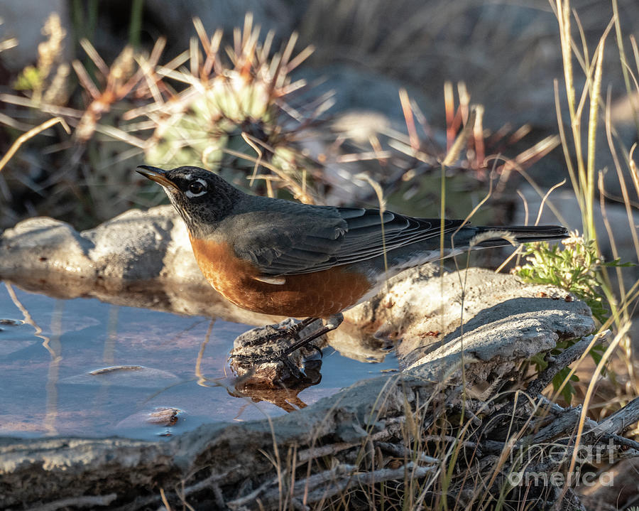 Robin at the Birdbath Photograph by Steven Natanson
