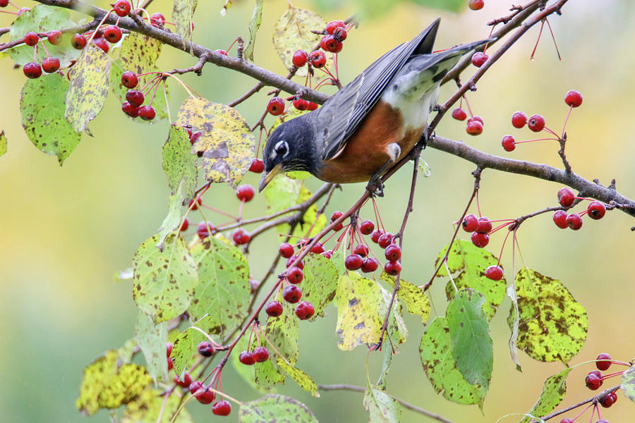 Robin Berries Photograph by Brook Burling