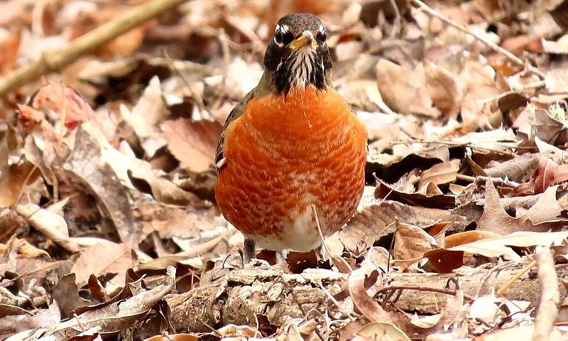 Robin by Betty Berard Robin by Betty Berard