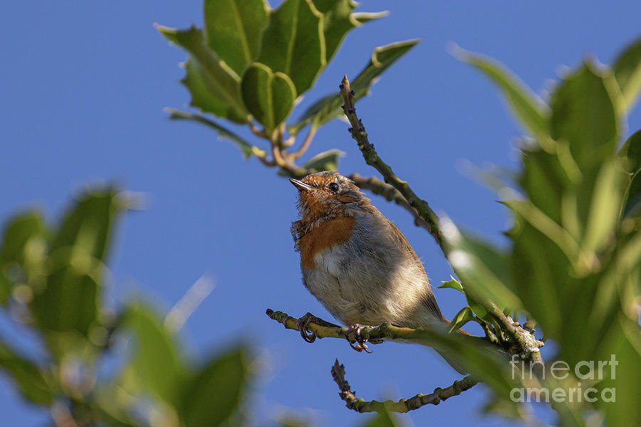 Robin by Brian Roscorla Robin by Brian Roscorla