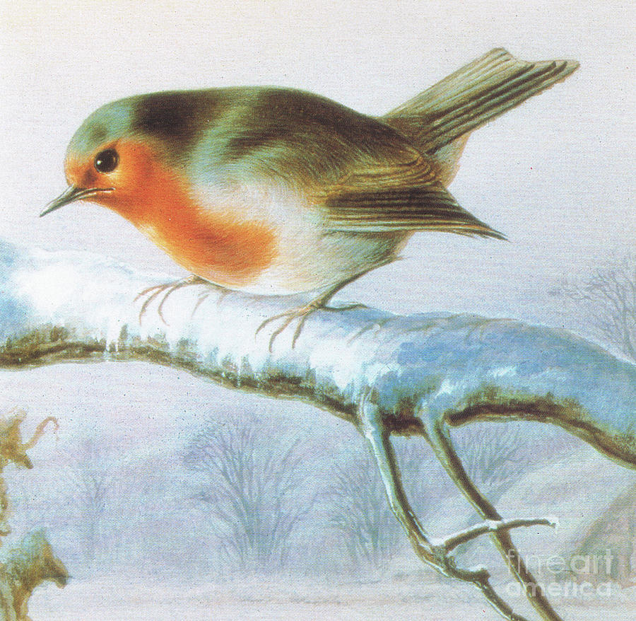 Robin, Color christmas card Painting by Harry Bright