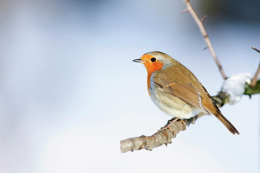 Robin Erithacus Rubecula Photograph by Andrew Howe