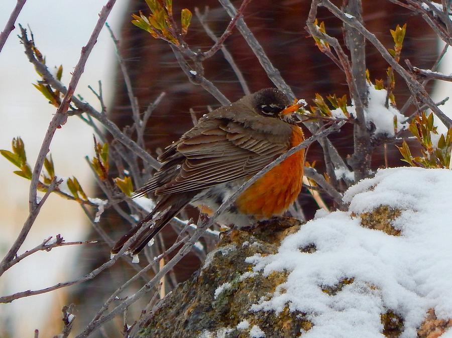 Robin in a Snowstorm Photograph by Dan Miller