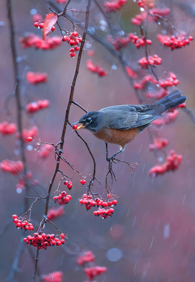 Robin In Rain Photograph by Johnson Huang - Fine Art America