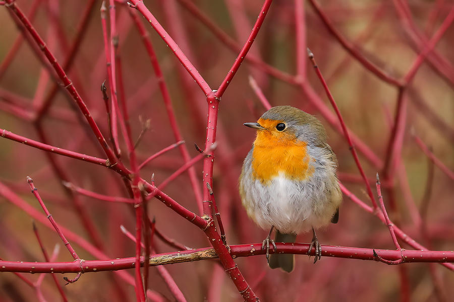 Robin In Red Photograph by Annie Keizer
