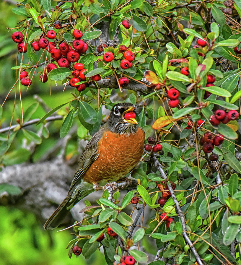 Robin in Red Berry Bush 2  Photograph by Linda Brody