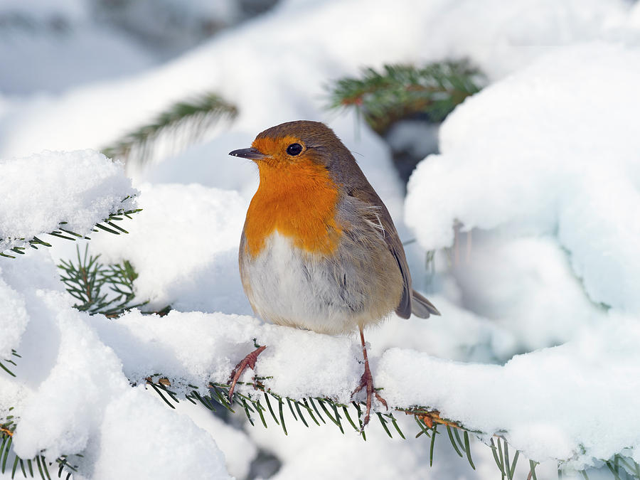 Robin In Snow Norfolk England Uk Photograph By Ernie Janes Naturepl Com