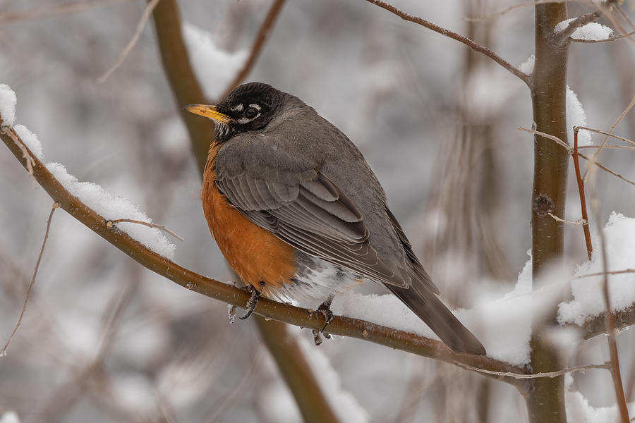 Robin in the Snow Photograph by Kelly's Nature Photography - Fine Art ...