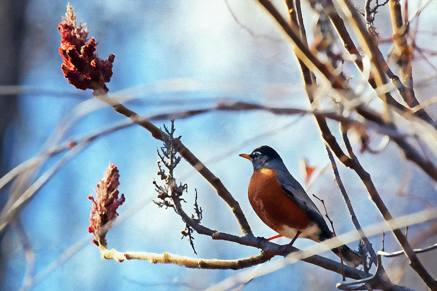 Robin in the Wing Photograph by Jeremy Schwartz - Fine Art America