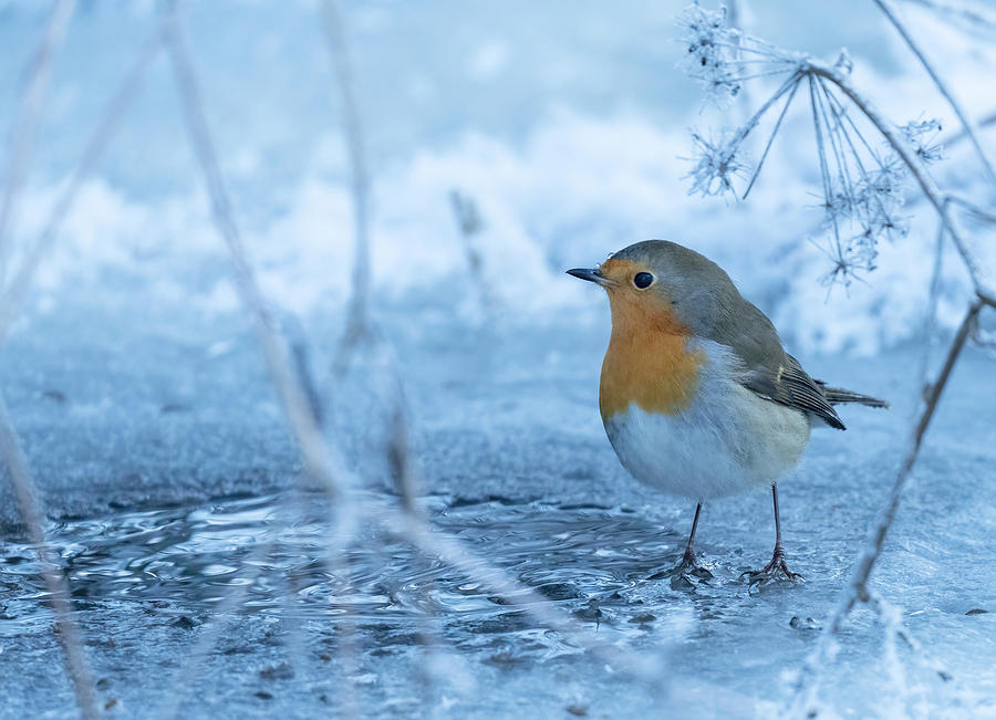 Robin Photograph - Robin In The Winter Cold by Allan Wallberg