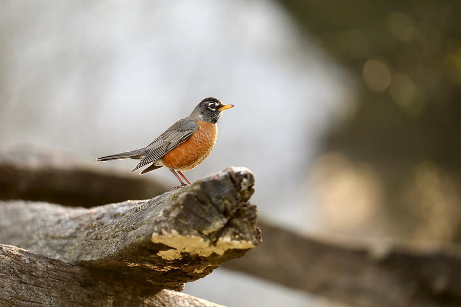 Robin in Virginia by Rachel Morrison Robin in Virginia by Rachel Morrison