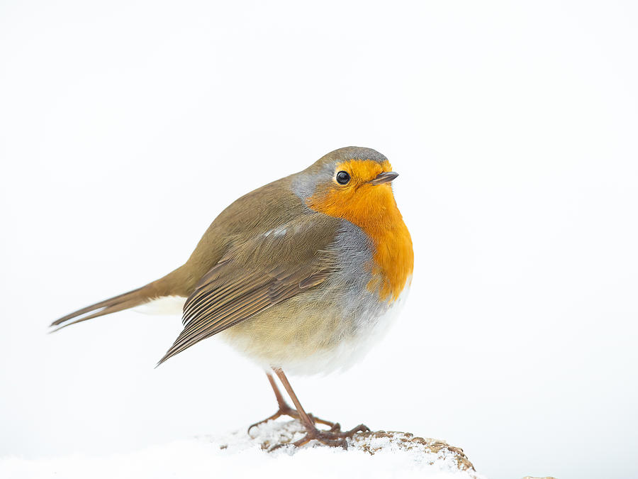 Robin Photograph - Robin In Winter by Annie Keizer