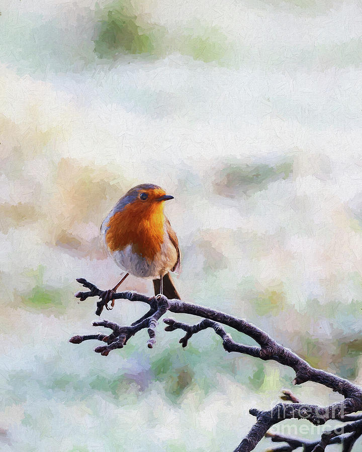 Robin in winter Digital Art by Liz Leyden