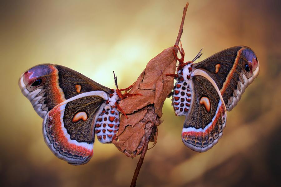 Butterfly Photograph - Robin Moths by Jimmy Hoffman