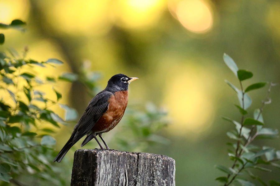 Robin on a June Evening by Rachel Morrison Robin on a June Evening by Rachel Morrison