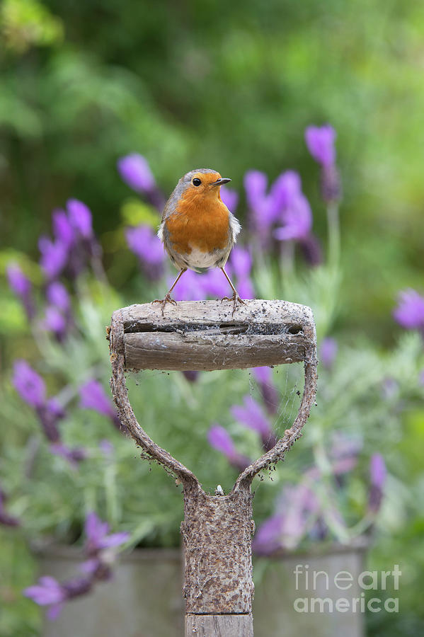 Robin on an Old Garden Spade Handle Photograph by Tim Gainey