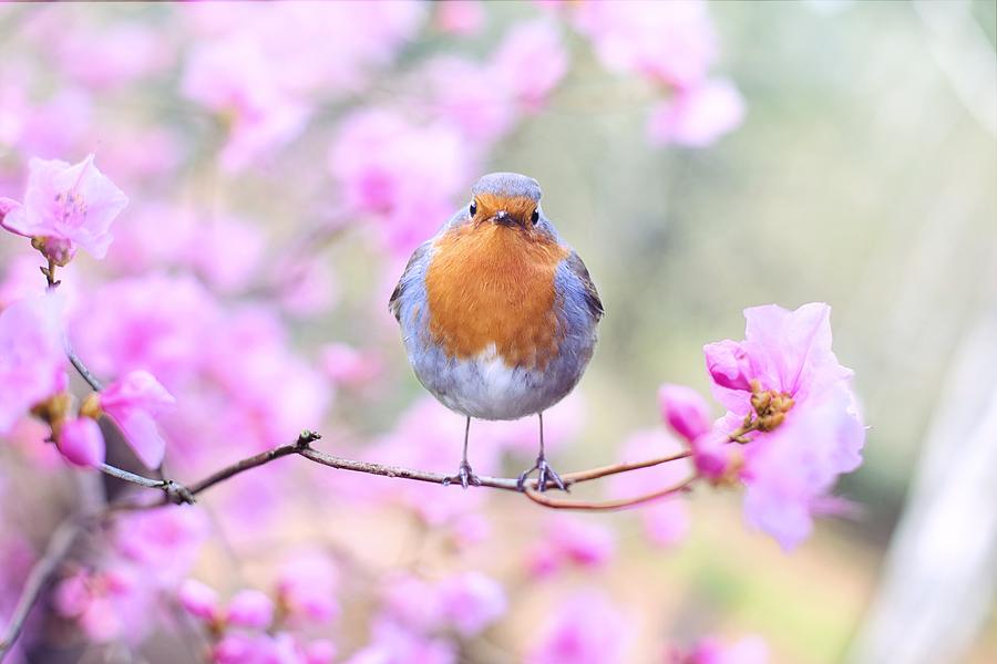 Robin on pink flowers Photograph by Top Wallpapers