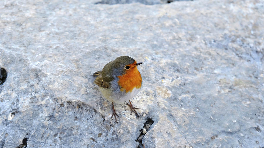 Robin on Rock by August Timmermans Robin on Rock by August Timmermans