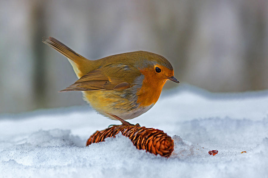 Robin On Spruce Cone In Winter Digital Art by Robert Maier
