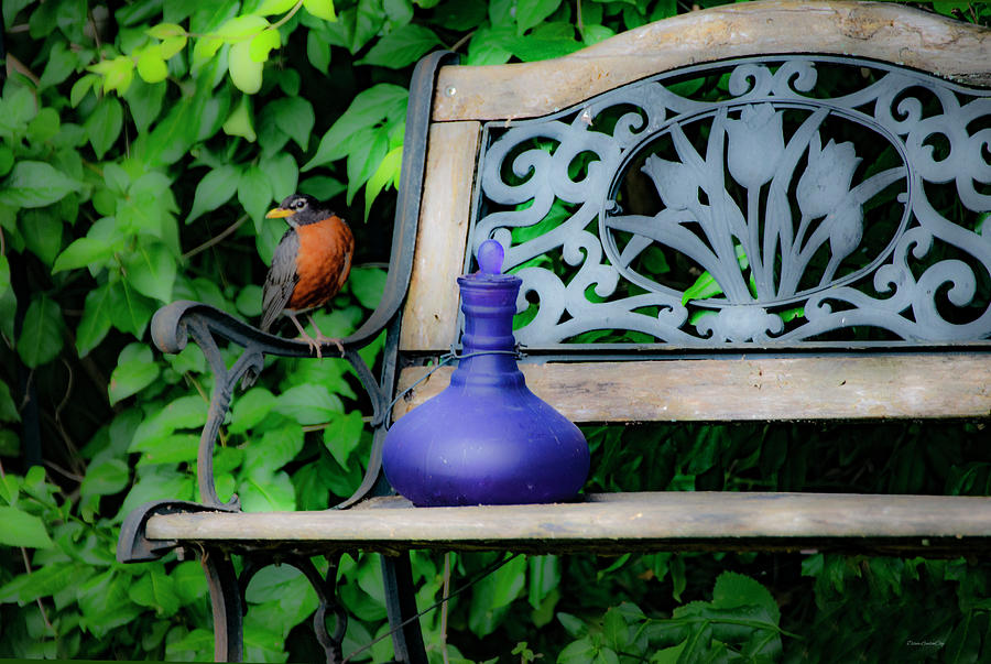 Robin on the Garden Bench Photograph by Diane Lindon Coy