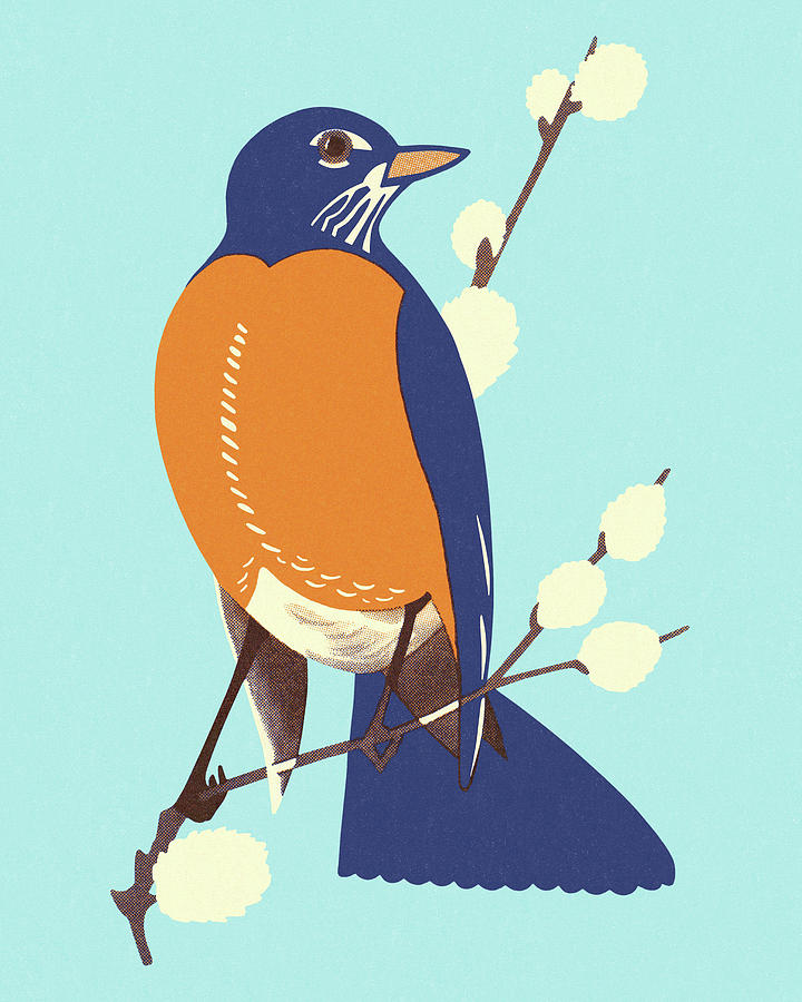 Nature Drawing - Robin Perched on a Branch by CSA Images