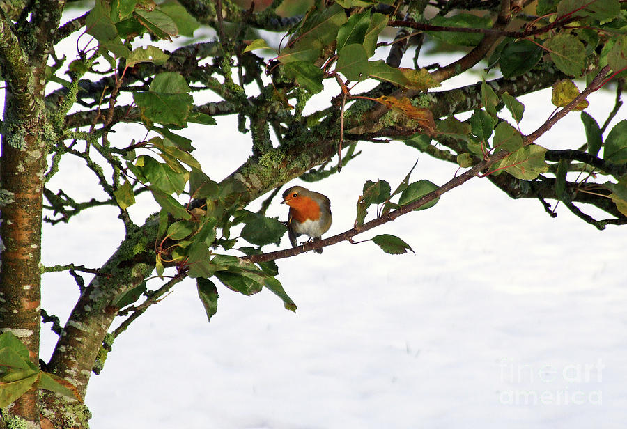 Robin red breast - early snow by Phil Banks Robin red breast - early snow by Phil Banks
