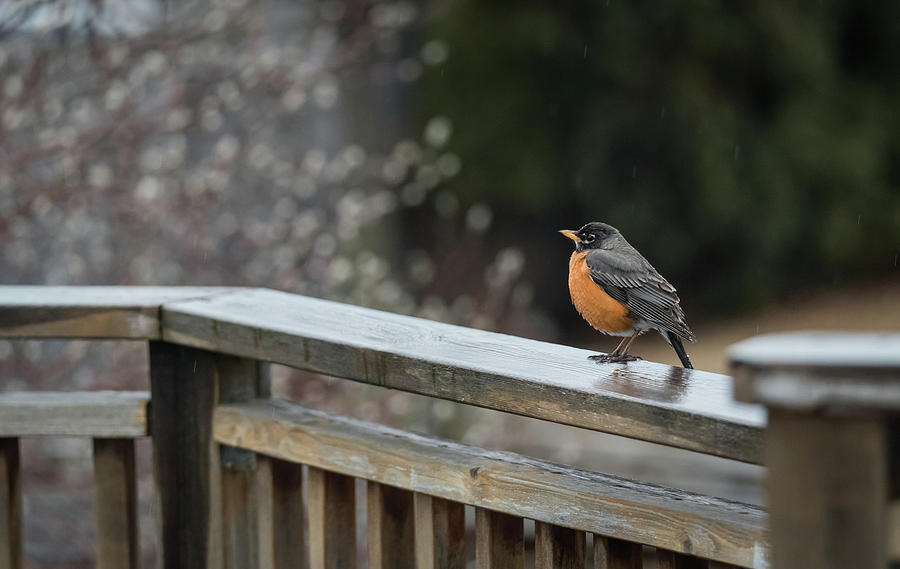 Robin Photograph - Robin Redbreast Perched On A Wet Deck Rail On A Spring Day. by Cavan Images