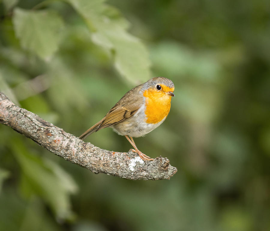 Robin Photograph - Robin-redbreast\s Portrait by Andrey Kotov