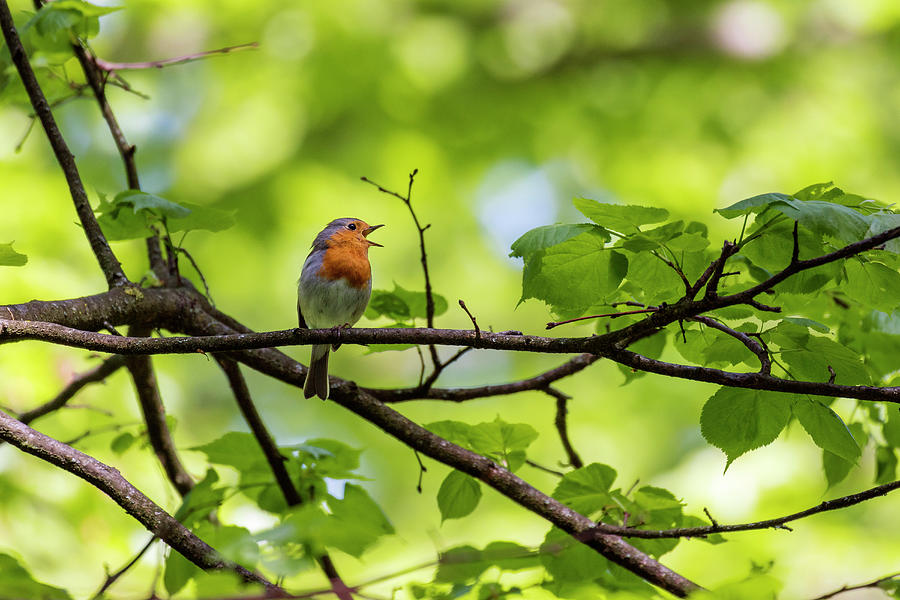 Robin Singing, Erithacus Rubecula, Bavaria, Germany Photograph by Konrad Wothe