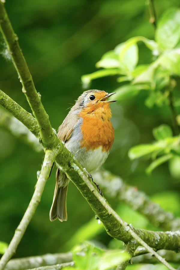 Robin singing by James Lamb Robin singing by James Lamb